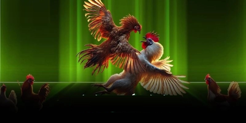 Đá gà cựa sắt GA888 mang đến trải nghiệm tối ưu