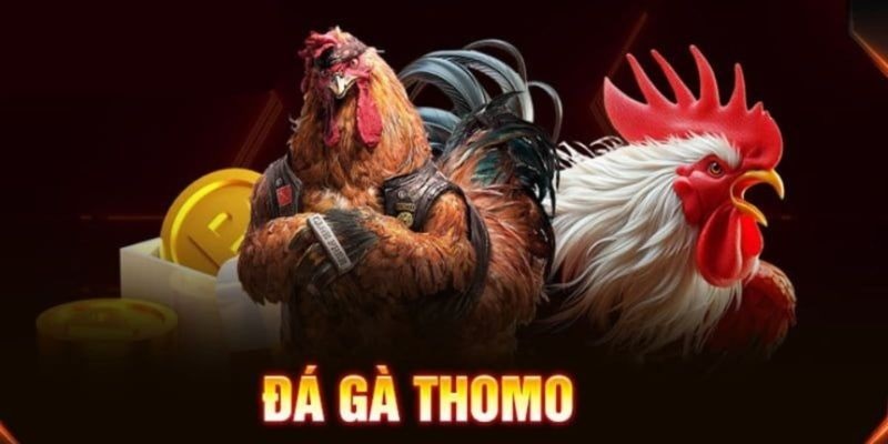 Nền tảng phát trực tiếp đá gà chuyên nghiệp